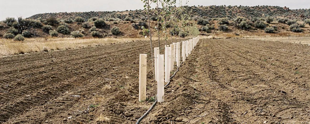 A newly planted windbreak of young poplars in tree tubes running out across worked ground.