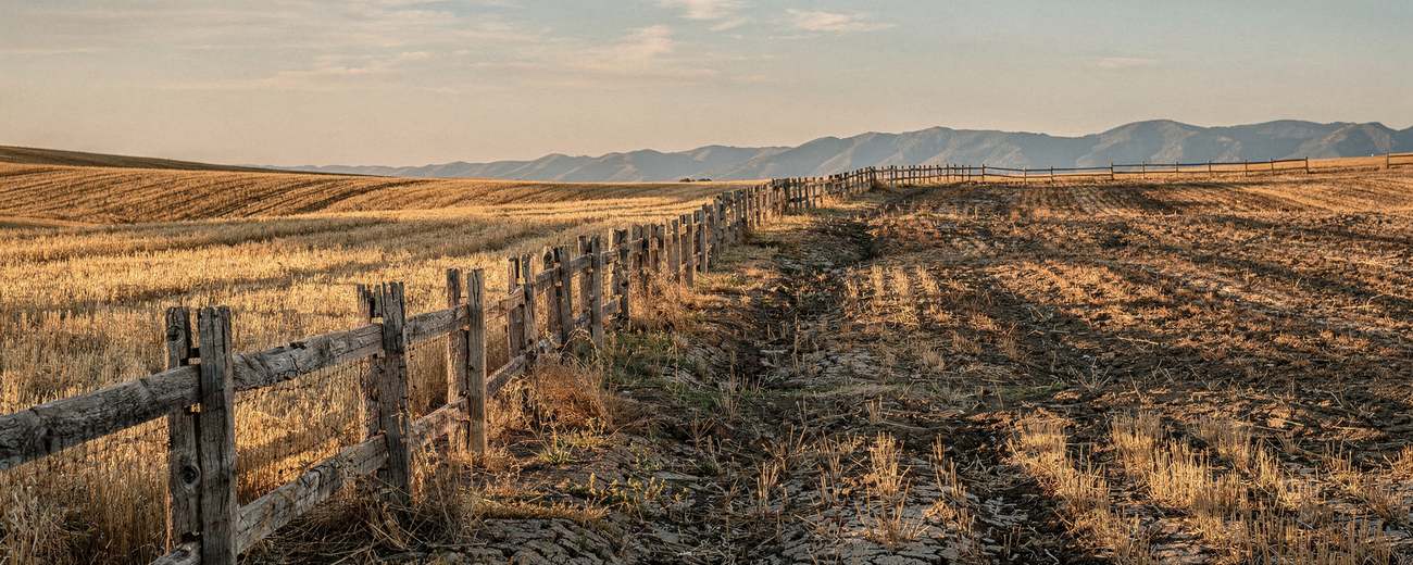 Wheat stubble and a cedar fence line in muted last light.