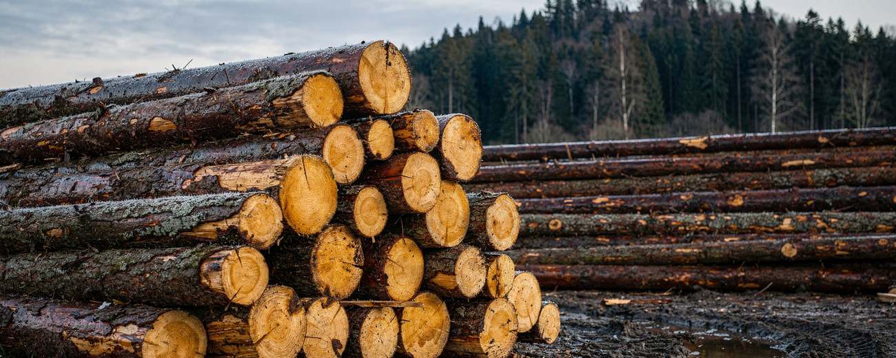 Decked sawlogs at a forest landing at first light.